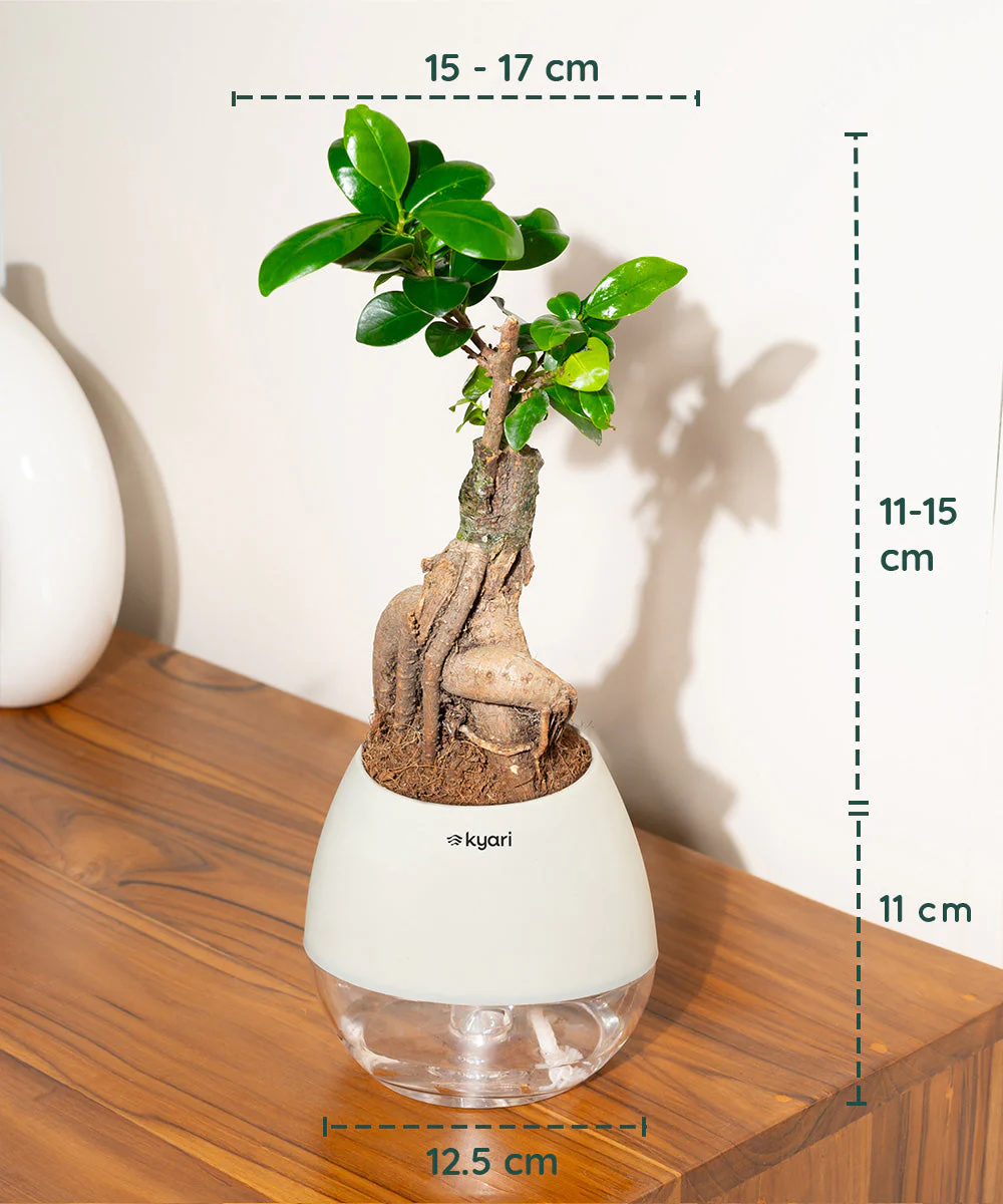Product image 84
