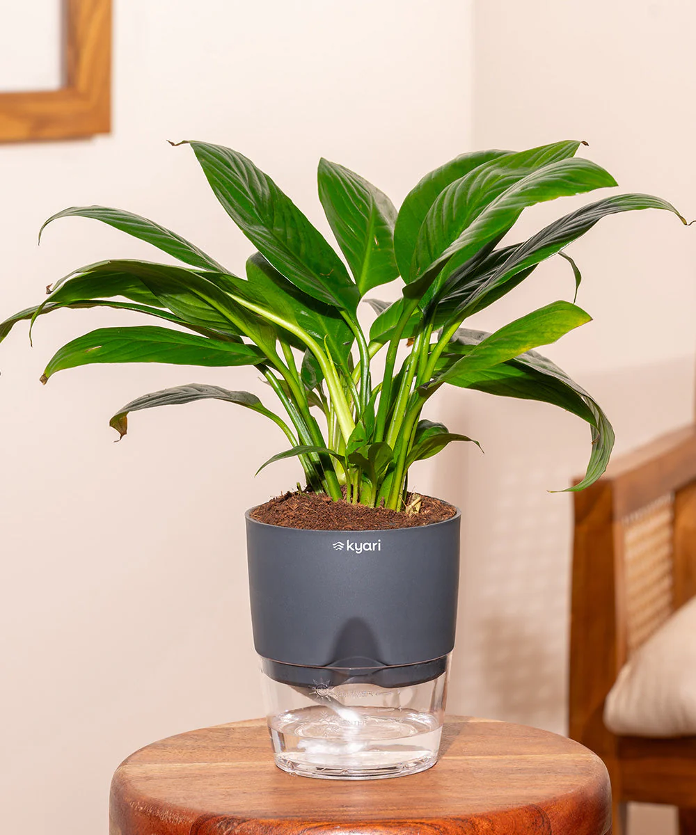 Product image 131