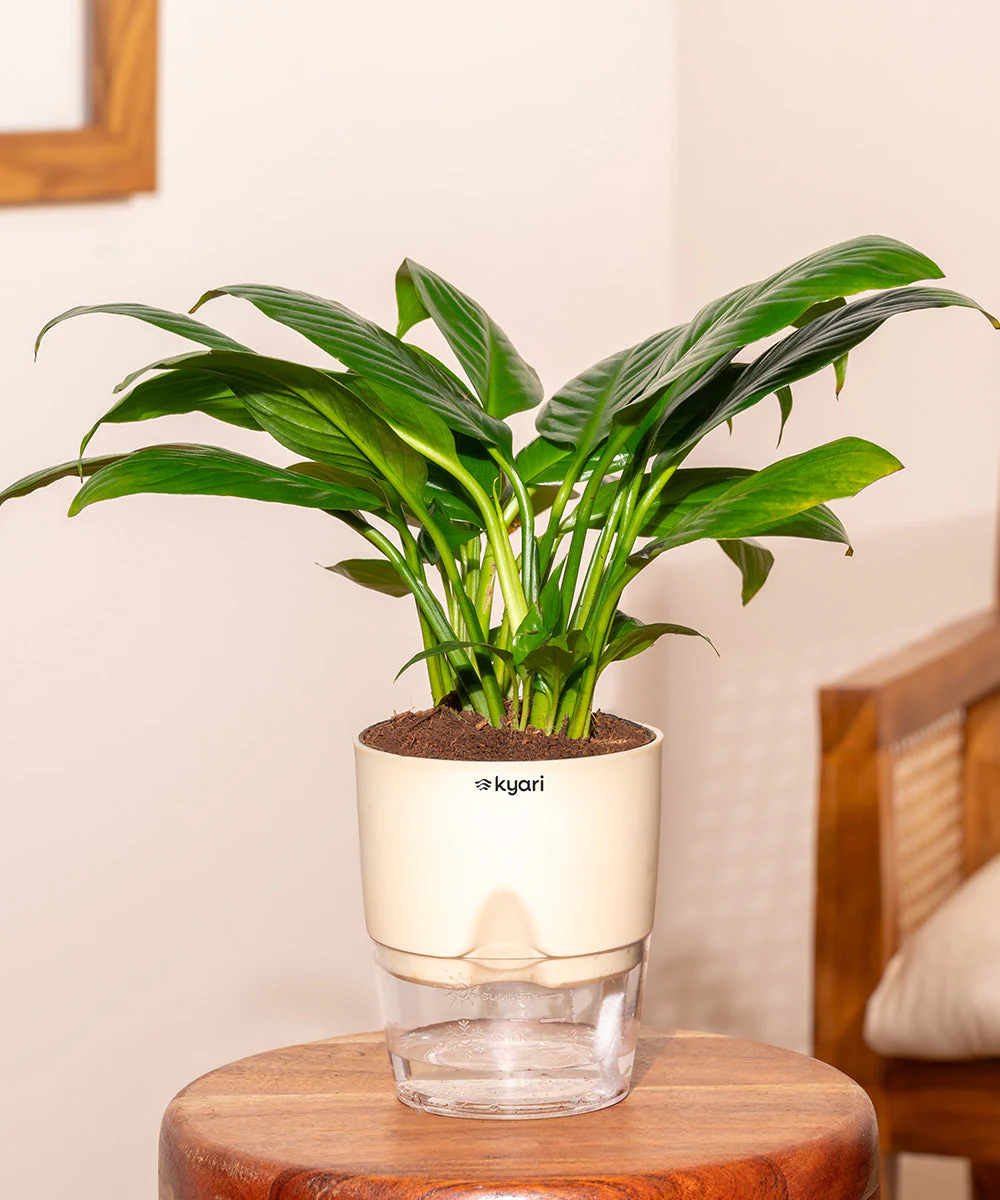 Product image 144