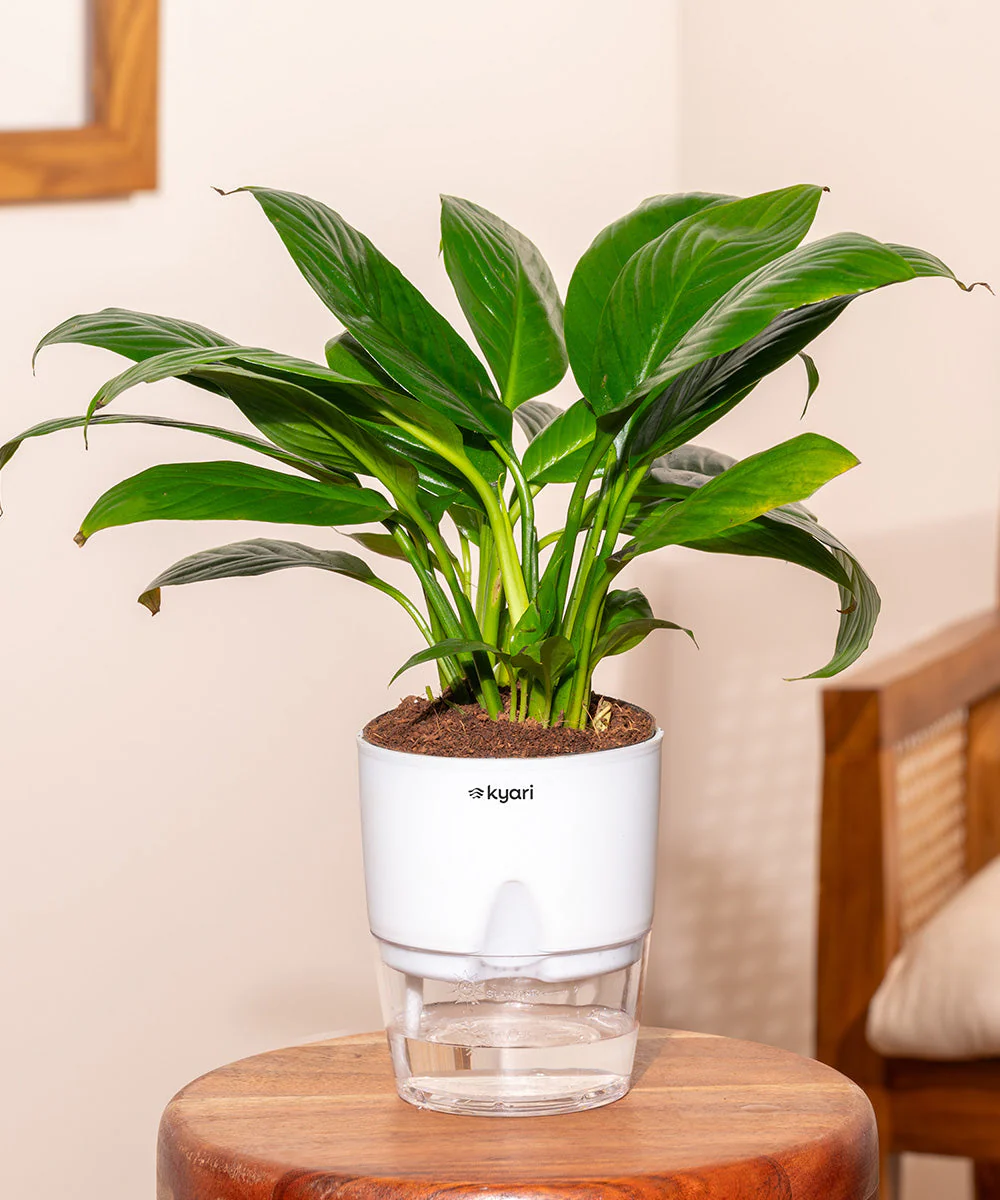 Product image 152