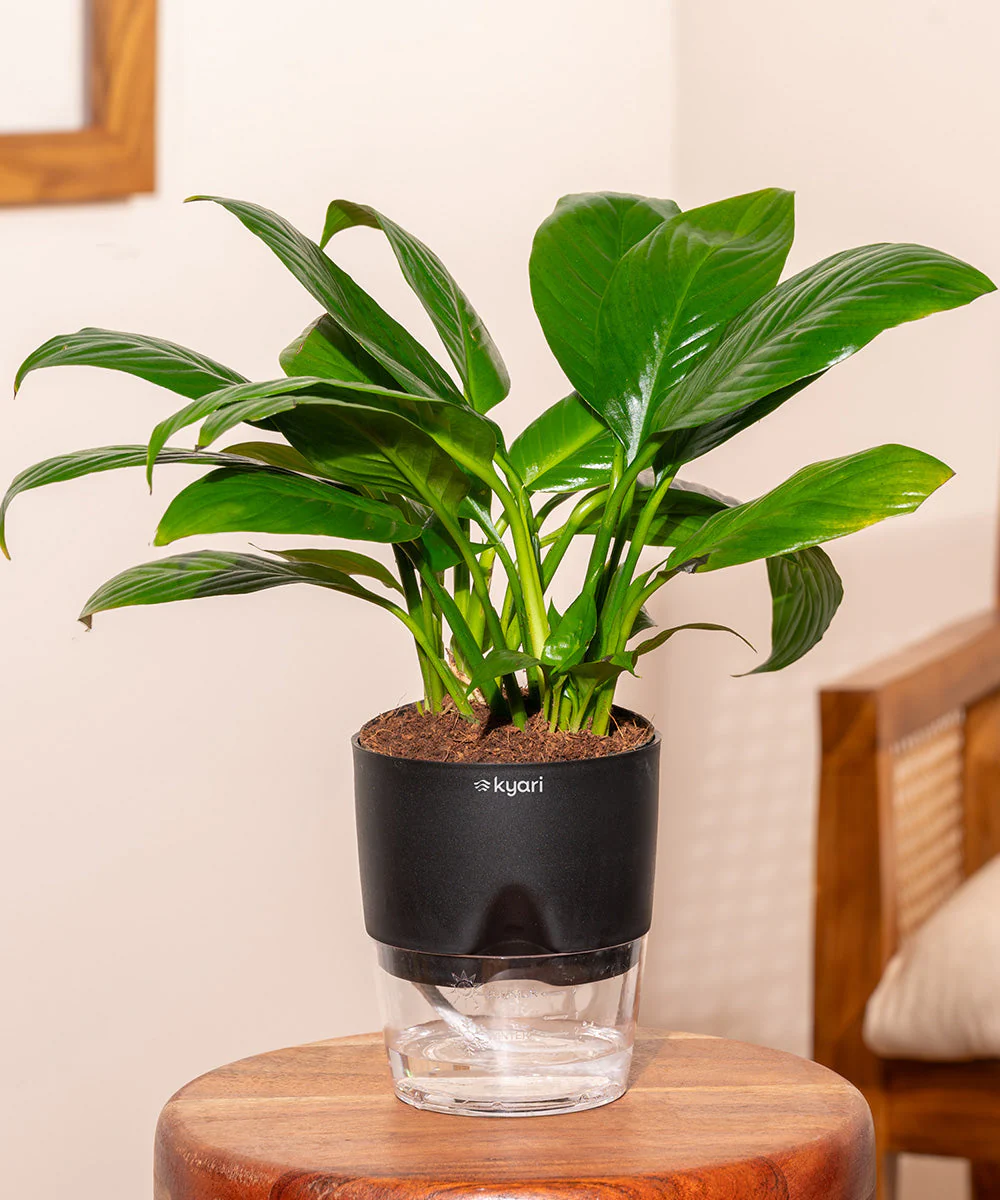 Product image 187