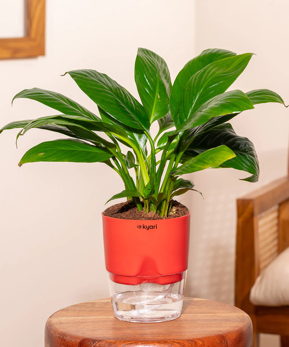 Product image 231